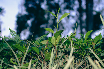 Tea leaves in closeup photo. Fresh Green tea tree leaves in eco herbal farm. Tree tea plantations...
