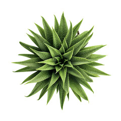 Top View of Green Succulent Plant Isolated on White