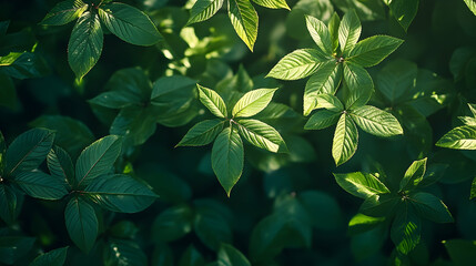 Lush green foliage densely packed, illuminated by natural light.