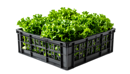 Lettuce in Crate on Transparent Background