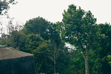 Majestic Landscapes of Sri Lanka. Breathtaking Beauty Capturing the Serene Essence of Nature in Stunning Landscapes. A Journey Through Picturesque Nature Landscapes. The beauty of Nature’s Landscape