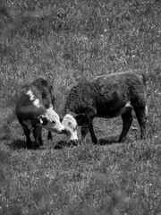 black and white cows