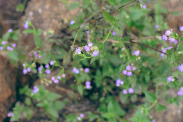 Small green leaves in hedge wall texture background. Closeup green hedge plant in garden. Eco evergreen hedge wall. Natural backdrop. Green leaves with natural pattern wallpaper. green min leaves