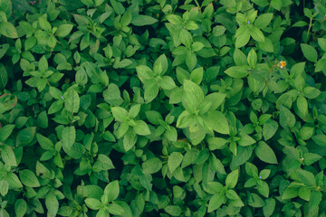 Small green leaves in hedge wall texture background. Closeup green hedge plant in garden. Eco...