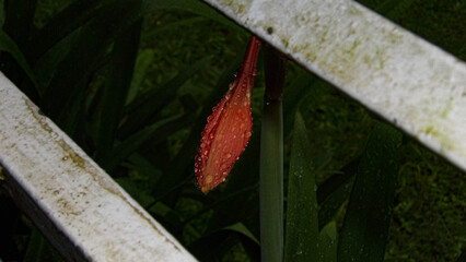 Lirio Colorido con gotas de lluvia encima.