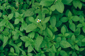 Small green leaves in hedge wall texture background. Closeup green hedge plant in garden. Eco evergreen hedge wall. Natural backdrop. Green leaves with natural pattern wallpaper. green min leaves