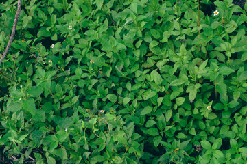 Obraz premium Small green leaves in hedge wall texture background. Closeup green hedge plant in garden. Eco evergreen hedge wall. Natural backdrop. Green leaves with natural pattern wallpaper. green min leaves