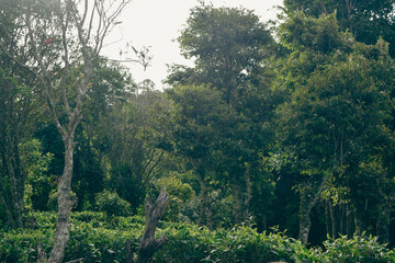 Lush Green Mountain Range Covered with Dense Forest Trees and Native Plants in Natural Landscape. Scenic View of Verdant Mountain Hills with Evergreen Trees and Nature-Loving Flora. Sinharaja Forest