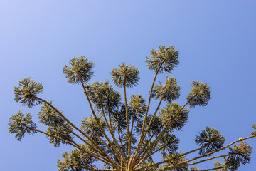 Araucaria (Araucaria angustifolia) with umbrella-shaped crown under blue sky. Iconic tree from...