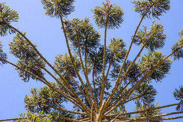Araucaria (Araucaria angustifolia) with umbrella-shaped crown under blue sky. Iconic tree from southern Brazil.