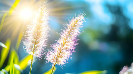 Obraz premium Sunlit fluffy grass seed heads backlit against a vibrant teal and green bokeh background. Perfect for nature, serenity, or summer themes.