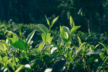 Tea leaves in closeup photo. Fresh Green tea tree leaves in eco herbal farm. Tree tea plantations...