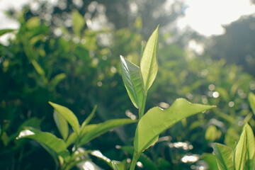 Tea leaves in closeup photo. Fresh Green tea tree leaves in eco herbal farm. Tree tea plantations...