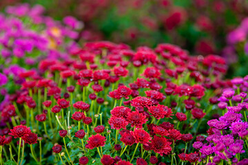 Pink, red chrysanthemum flowers in a close up, spring concept