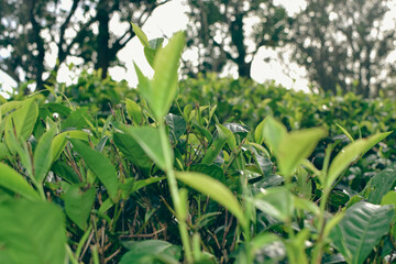 Tea leaves in closeup photo. Fresh Green tea tree leaves in eco herbal farm. Tree tea plantations...
