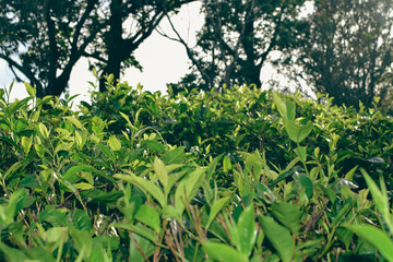 Tea leaves in closeup photo. Fresh Green tea tree leaves in eco herbal farm. Tree tea plantations in morning sunlight. Drinking organic tea relax heath plant. Green tea trees with two leaves and a bud