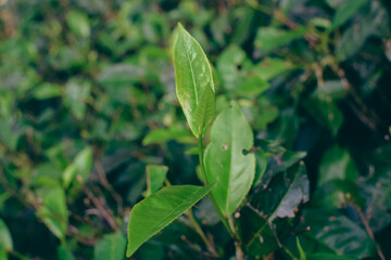 Tea leaves in closeup photo. Fresh Green tea tree leaves in eco herbal farm. Tree tea plantations in morning sunlight. Drinking organic tea relax heath plant. Green tea trees with two leaves and a bud