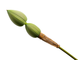 Lotus Seed Pod Closeup
