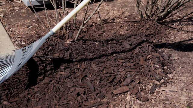 Gardener spreads the pine bark mulch and feed plants near the house. Seasonal works in the garden. Landscape design. Landscaping. 