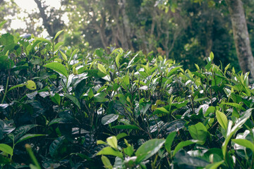 Majestic Landscapes of Sri Lanka. Breathtaking Beauty Capturing the Serene Essence of Nature in Stunning Landscapes. A Journey Through Picturesque Nature Landscapes. The beauty of Nature’s Landscape