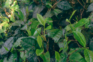 Tea leaves in closeup photo. Fresh Green tea tree leaves in eco herbal farm. Tree tea plantations in morning sunlight. Drinking organic tea relax heath plant. Green tea trees with two leaves and a bud
