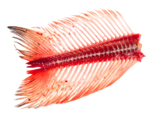 Red Fish Skeleton Detail