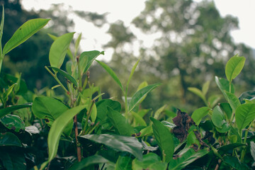Tea leaves in closeup photo. Fresh Green tea tree leaves in eco herbal farm. Tree tea plantations...