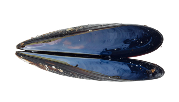 Open mussel shell detail
