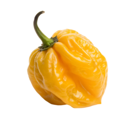Yellow scotch bonnet pepper isolated on transparent background