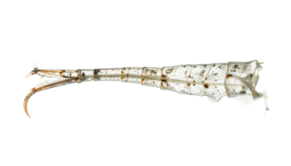 Close-up of an insect's leg