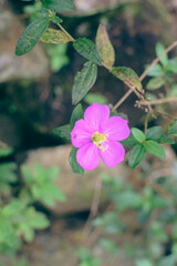 Close-up View of Osbeckia Octandra Flower – Heen Bovitiya Native Sri Lankan Medicinal Plant in Bloom. Heen Bovitiya (Osbeckia Octandra) Vibrant Purple Wildflower from Sri Lanka’s Natural Forests.