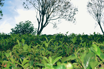Tea leaves in closeup photo. Fresh Green tea tree leaves in eco herbal farm. Tree tea plantations in morning sunlight. Drinking organic tea relax heath plant. Green tea trees with two leaves and a bud