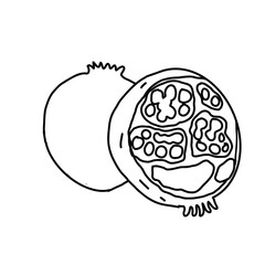 black and white line. Pomegranate fruit on white background. Cartoon Style Illustration