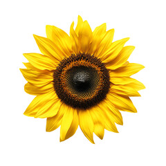 a sunflower with a black center on a white background