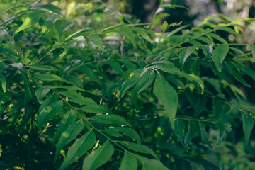 Majestic Landscapes of Sri Lanka. Breathtaking Beauty Capturing the Serene Essence of Nature in Stunning Landscapes. A Journey Through Picturesque Nature Landscapes. The beauty of Nature’s Landscape