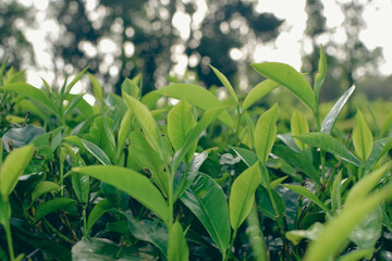 Tea leaves in closeup photo. Fresh Green tea tree leaves in eco herbal farm. Tree tea plantations...