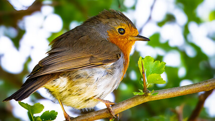 Perched Robin Red Breast at Hauxley Nature Reserve