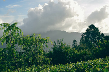 Obraz premium Lush Green Mountain Range Covered with Dense Forest Trees and Native Plants in Natural Landscape. Scenic View of Verdant Mountain Hills with Evergreen Trees and Nature-Loving Flora. Sinharaja Forest