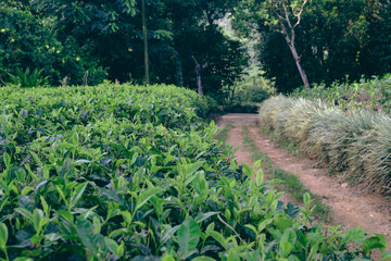 Majestic Landscapes of Sri Lanka. Breathtaking Beauty Capturing the Serene Essence of Nature in Stunning Landscapes. A Journey Through Picturesque Nature Landscapes. The beauty of Nature’s Landscape