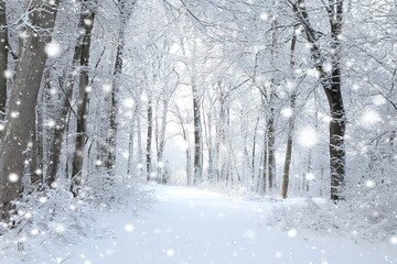 Snowy Winter Forest Pathway