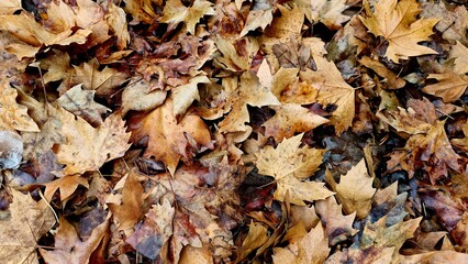 A dense layer of dry, fallen maple leaves in various shades of brown and tan covers the ground in Orvieto, Italy, capturing a close-up view of autumn decay and texture.