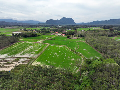 aerial view for paddy field and mountains - Powered by Adobe