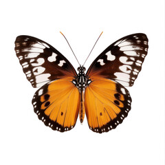 Obraz premium Butterfly front view full body isolate on transparent background