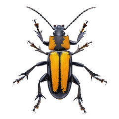 Blister beetles front view full body isolate on transparent background