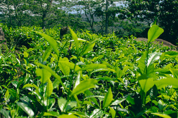 Tea leaves in closeup photo. Fresh Green tea tree leaves in eco herbal farm. Tree tea plantations...