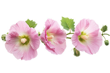 Fototapeta premium a close up of two pink flowers on a branch