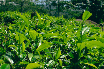 Tea leaves in closeup photo. Fresh Green tea tree leaves in eco herbal farm. Tree tea plantations...