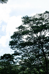 Majestic Landscapes of Sri Lanka. Breathtaking Beauty Capturing the Serene Essence of Nature in Stunning Landscapes. A Journey Through Picturesque Nature Landscapes. The beauty of Nature’s Landscape