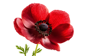 a red flower with a black center is in a vase