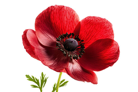 a red flower with a black center is in a vase